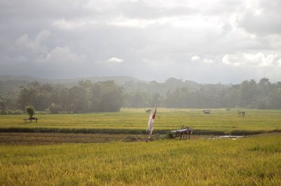 Scenic view of agricultural field against sky