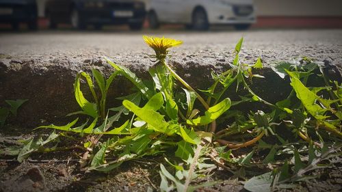 Close-up of plants growing in water