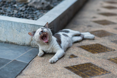 Cat lying on floor