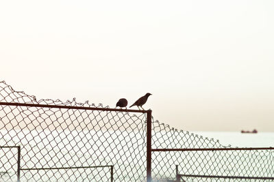 Low angle view of birds perching on fence against sky