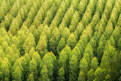 Full frame shot of fresh green landscape