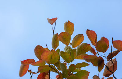 Low angle view of plant against clear blue sky