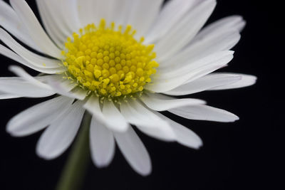 Close-up of white daisy against black background