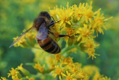 Honey bee pollinating on yellow flower