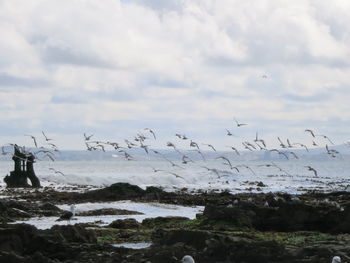 Birds flying over sea against sky