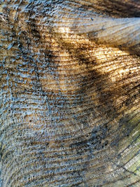 Full frame shot of tree trunk