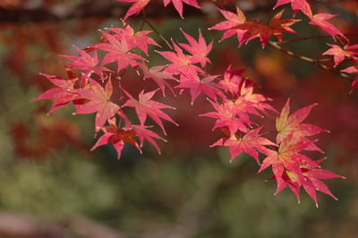 Close-up of maple tree during autumn