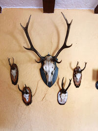 View of deer mounted on wall