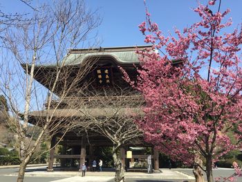 Low angle view of flowers on tree