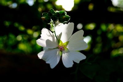 Close-up of white flowers