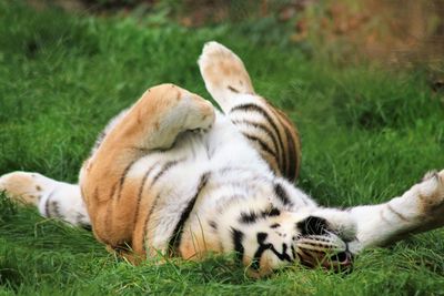 Cat resting on a field