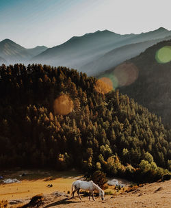 Horse grazing on mountain against forest during sunset