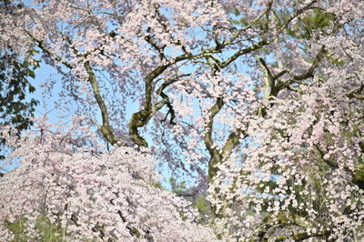 Low angle view of cherry blossoms against sky
