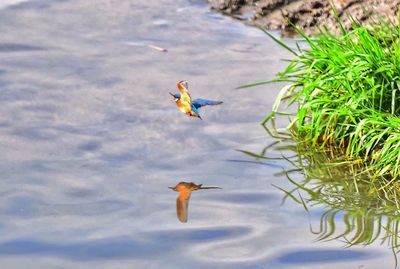 High angle view of bird in water
