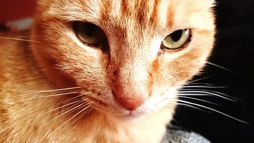 Close-up portrait of cat