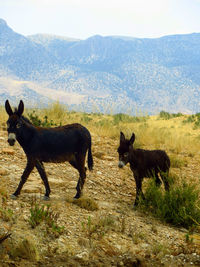 Close-up of donkey