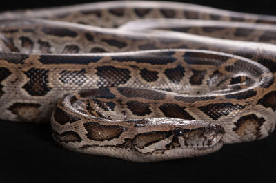 The ball python or python regius, also called royal python