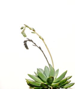 Close-up of plant against white background