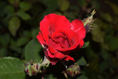 Close-up of red rose blooming outdoors