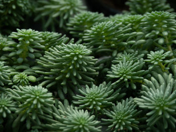 Full frame shot of succulent plants