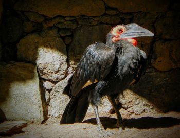 Close-up of bird