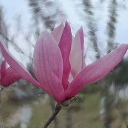 Close-up of pink flowers