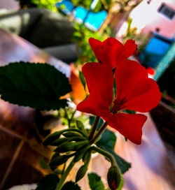 Close-up of red flower blooming outdoors