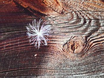 Full frame shot of tree trunk