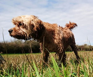 Dog on grassy field against sky