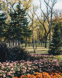 View of flower trees
