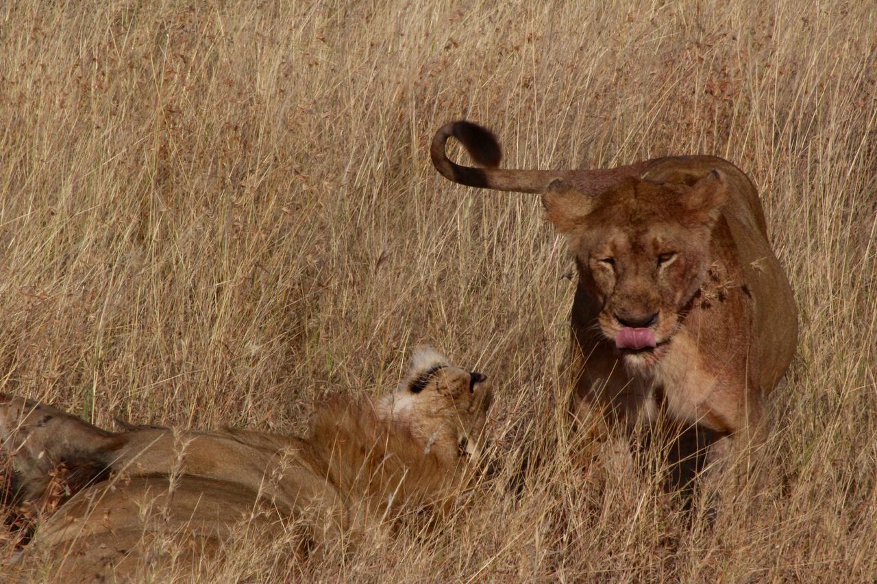 Wild lions