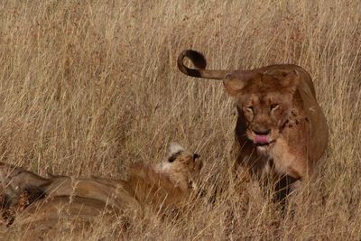 Playful lions on grassy field at serengeti national park