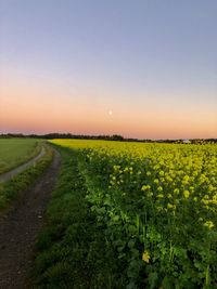 Scenic view of field against sky during sunset