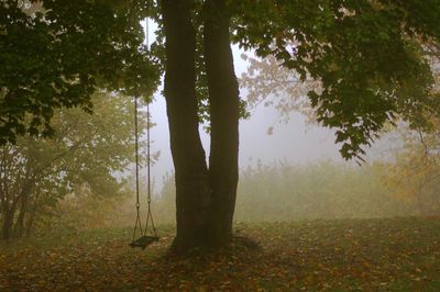 Trees in forest