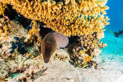 Moray eel and coral in sea