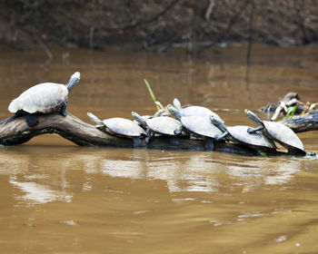 Swans swimming in lake