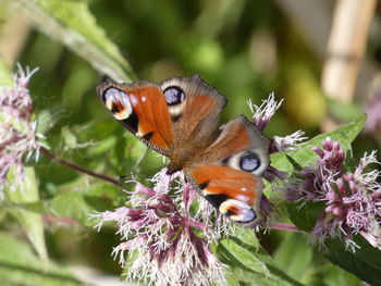 Close-up of butterfly pollinating on purple flower