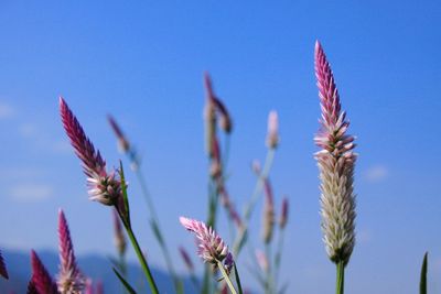 Low angle view of flowering plants against blue sky