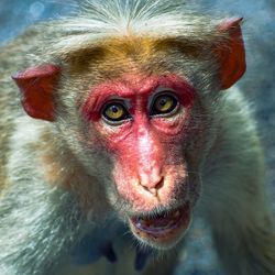 Close-up portrait of a monkey