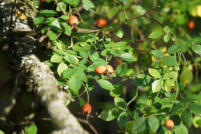 Close-up of fruits growing on tree