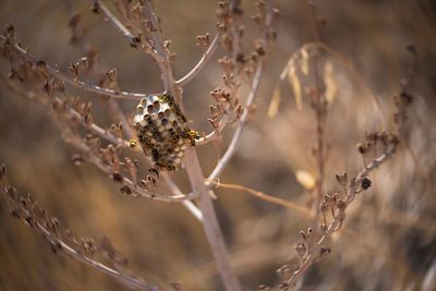 Close-up of spider on plant