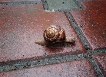 High angle view of snail