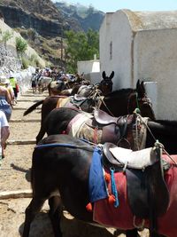 People by horses on footpath