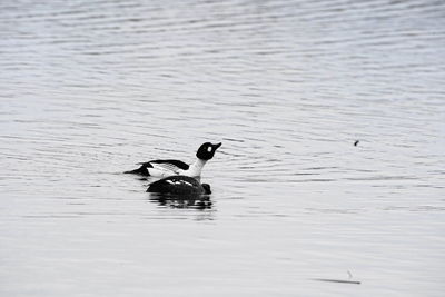 Duck swimming in lake