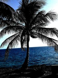 Palm tree by sea against sky