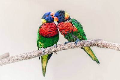 Group couple of two cute colorful little lorikeet parrots kissing. beautiful wild tropical animals 