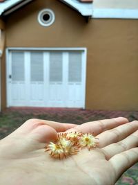 Close-up of hand holding white flowering plant