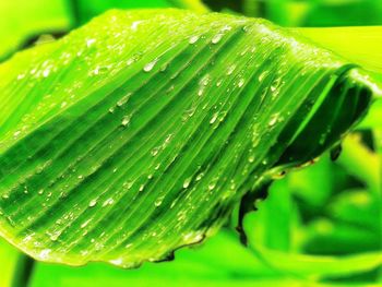 Macro shot of green leaves