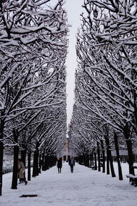 Bare trees in snow against sky during winter