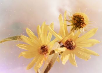 Close-up of yellow flowering plant